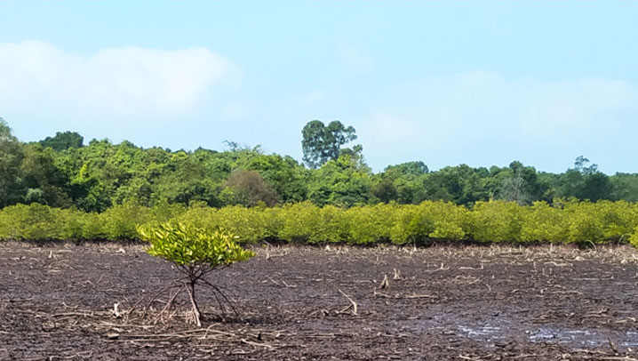 Mangrovenwald in Myanmar